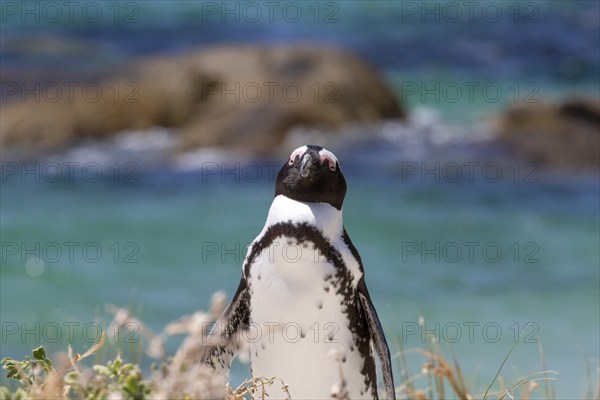 Head close up of African penguin on beach with warmth in Africa