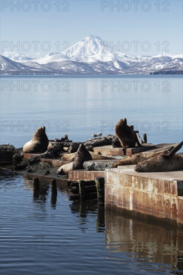 Winter view of rookery Steller Sea Lion or Northern Sea Lion (Eumetopias Jubatus) on Pacific Coast. Avachinskaya Bay, Petropavlovsk-Kamchatsky City, Kamchatka Peninsula, Russian Far East