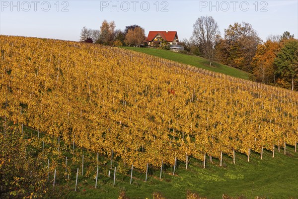 Autumn atmosphere, foliage colouring in the vineyard, near Kitzeck, Sausal wine country, Styria, Austria, Europe