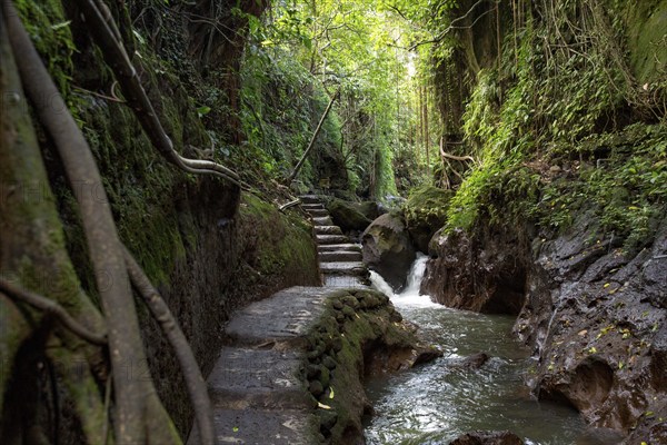 Path of stone slabs and steps through dense green jungle in Bali