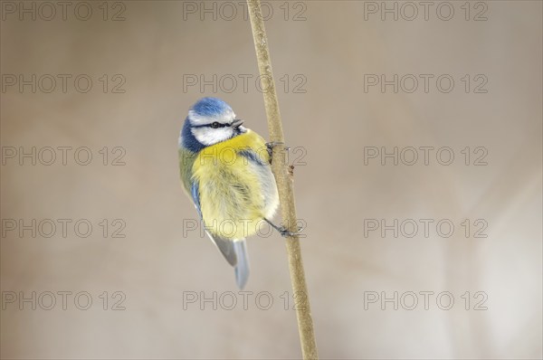 Mesange bleueBlue Tit (Cyanistes caeruleus) perched on a branch. Alsace, France, Europe