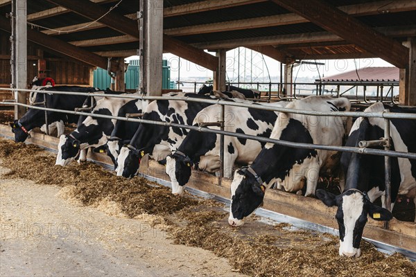 Calf cow in cage, caring on bio farm farming, feed hay grass silage pets, dairy cattle breeds, cowshed feeding. Fleckvieh breed, happy dairy cows of sustainable development. Suitable for both milk. Dairy cows feeding in a row. Cows eating in a modern barn. A cow in feeding shed being inquisitive