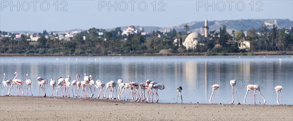 Group of Flamingo birds feeding at the edge of the Salt lake of Larnaca, Cyprus. At the back is the famous Hala Sultan tekke muslim mosque