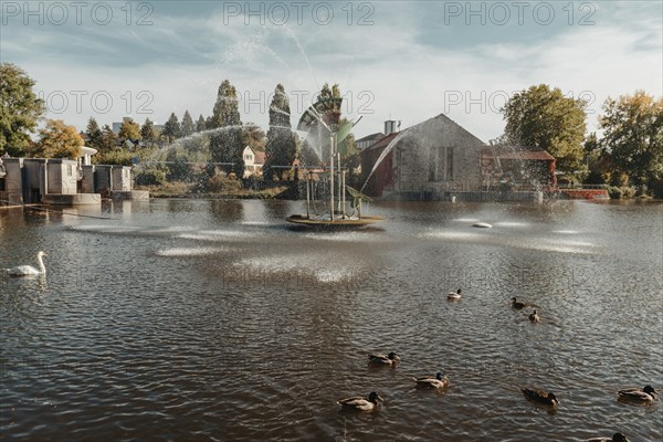 Ducks on the lake in the park. Park in the fall. Autumn trees. Wild ducks are reflected in the lake. Multi-colored bird feathers. A pond with wild ducks and drakes. A duck lake full of beautiful ducks swimming for them in city park