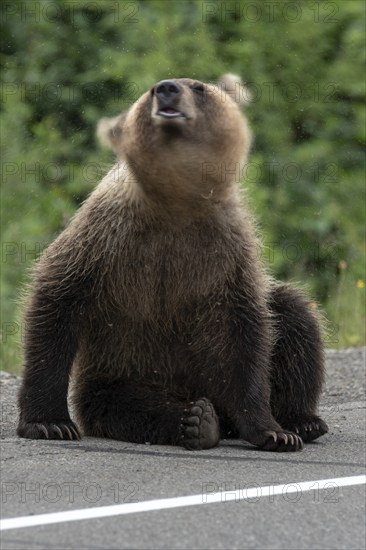 Young Kamchatka brown bear waving its head scaring mosquitoes, sits on side of asphalt road. Blur, wild animal in motion. Eurasia, Russian Far East, Kamchatka Peninsula