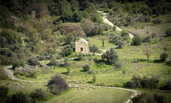 Ancient abandoned church in the forest. Farmland goats grazing. Paphos Cyprus