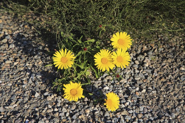 Yellow Sea Aster plant in flower, Asteriscus maritimus, Cabo de Gata natural park, Almeria, Spain, Europe