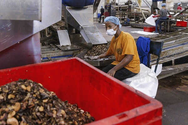 KAJU, cashew factory. Employees picking out the whole nuts from the shells on a conveyor belt, cashew nut factory near Cotonou in Benin, Glo-Djigbe, 07.03.2024.Photographed on behalf of the Federal Ministry for Economic Cooperation and Development