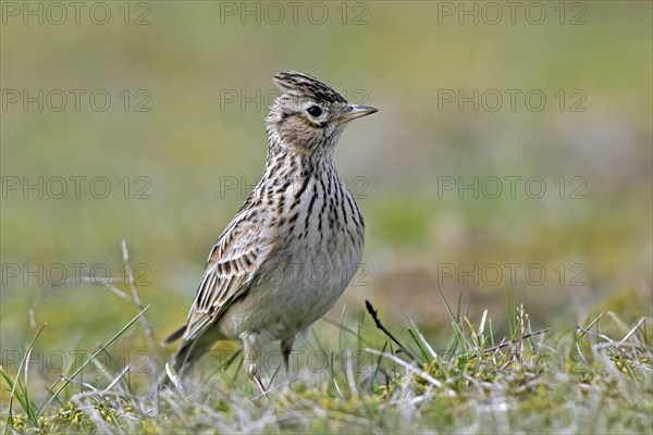 Eurasian skylark (Alauda arvensis) showing raised short blunt crest on the head while foraging on the ground