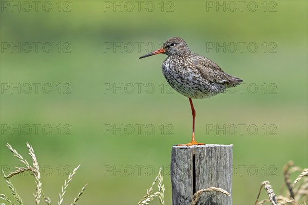 Common redshank (Tringa totanus) in breeding plumage perched on one leg on wooden fence pole along meadow in summer