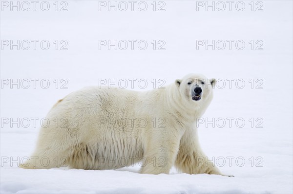 Lone polar bear (Ursus maritimus) hunting on snow plain along the Svalbard coast, Spitsbergen, Norway, Europe