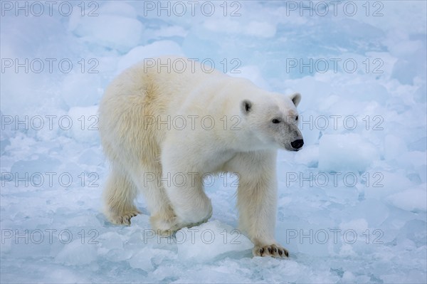 Polar bear (Ursus maritimus) on the pack ice at 82 degrees north, Spitsbergen Island, Svalbard and Jan Mayen archipelago, Norway, Europe