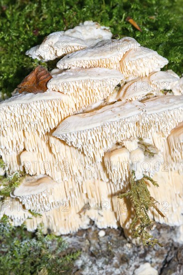 Thick-spined sponge mushroom (Spongipellis pachyodon) or broad-spined sponge mushroom, white mushroom grows on a tree trunk and shows exciting textures, moss, tree bark, natural monument Hutewald Halloh, Am Halloh, Albertshausen, Kellerwald-Edersee nature park Park, Hesse, Germany, Europe