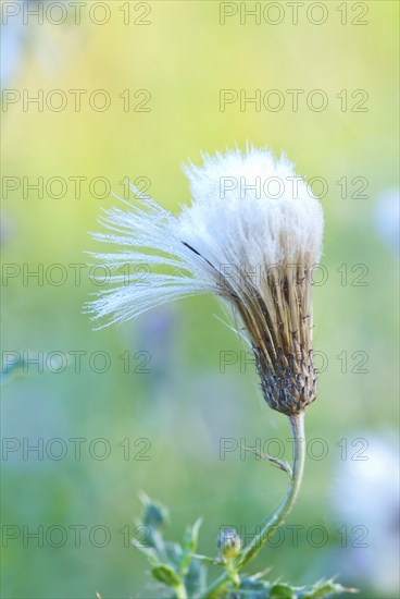 Delicate seeds of a thistle in autumn morning dew, soft light, blurred background, symbolic image for transience and beauty, Allertal, Lower Saxony, Germany, Europe