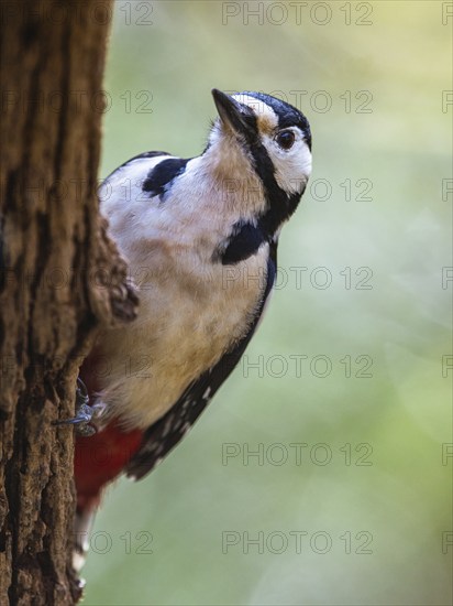 Great Spotted Woodpecker, Dendrocopos major, bird in forest at winter sun