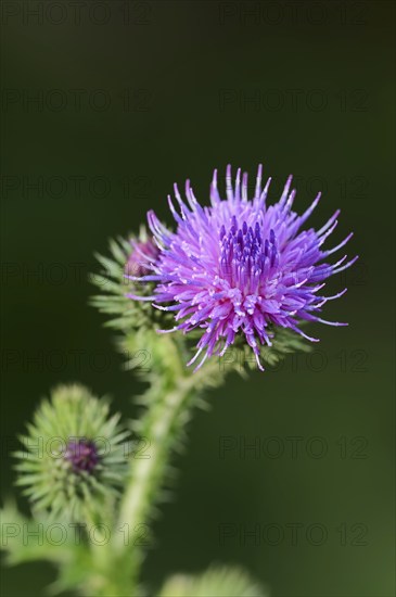 Common thistle (Cirsium vulgare, Cirsium lanceolatum), flowering, North Rhine-Westphalia, Germany, Europe