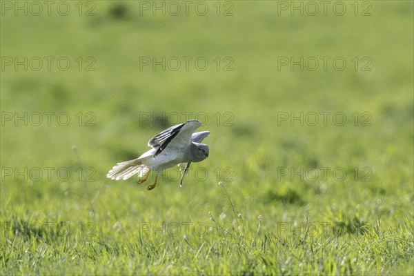 Hen harrier (Circus cyaneus), Emsland, Lower Saxony, Germany, Europe