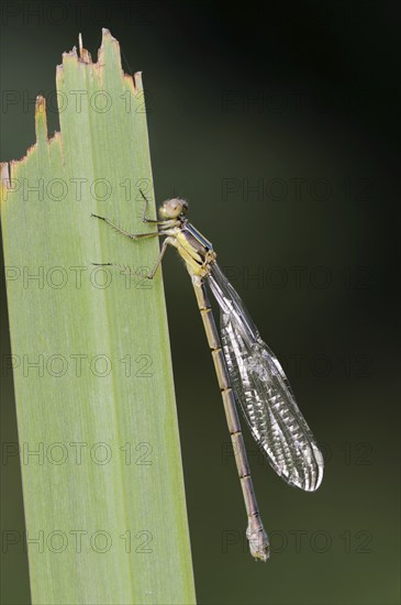 Willow emerald damselfly (Chalcolestes viridis) freshly hatched female, North Rhine-Westphalia, Germany, Europe