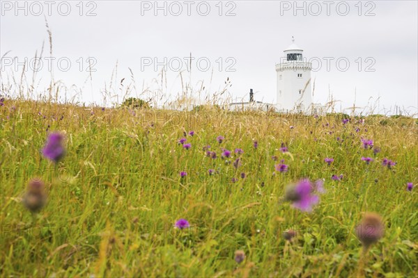 A white lighthouse towers over a flowery meadow, South Foreland Lighthouse, White cliffs of Dover, Kent, England, Great Britain