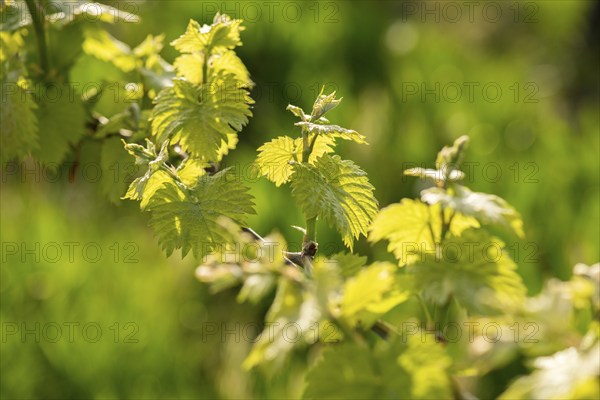 Young leaves of a grapevine in spring, viticulture, budding, shoots, vines, Baden-Württemberg, Germany, Europe