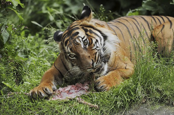 Sumatran tiger (Panthera tigris sumatrae), feeding, captive, occurring on Sumatra, Indonesia, Asia