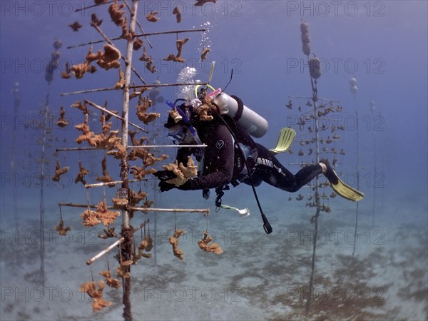 Coral farming. Diver cleans the frame on which young specimens of Elkhorn coral (Acropora palmata) grow until they can be released onto the reef. The aim is to breed corals that can withstand the higher water temperatures. Dive site Nursery, Tavernier, Florida Keys, Florida, USA, North America