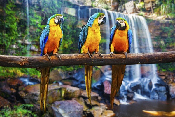 Blue-and-Yellow Macaw Ara ararauna, also known as the Blue-and-Gold Macaw against tropical waterfall background