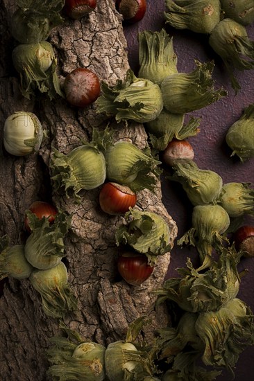 Fresh, green hazelnuts, close-up, on the bark of a walnut tree, uncleaned, top view, rustic, no people