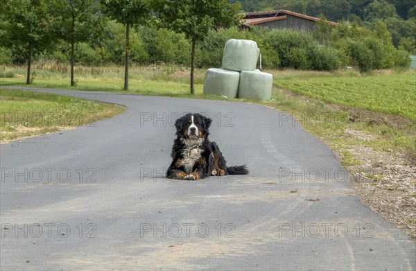 Bernese cattle dog lying alone on a road, Münsterland, North Rhine-Westphalia, Germany, Europe