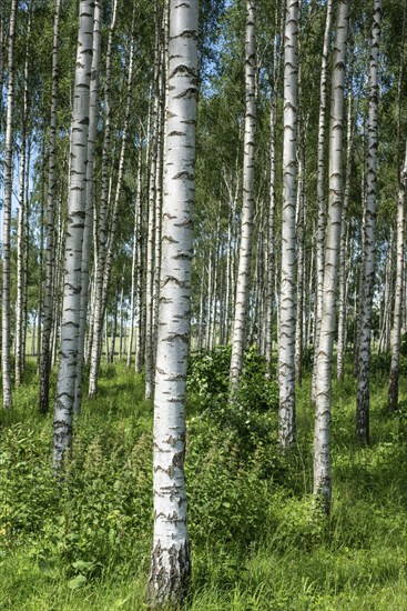 Birch forest with long straight tree trunks in Ystad, Skåne County, Sweden, Scandinavia, Europe