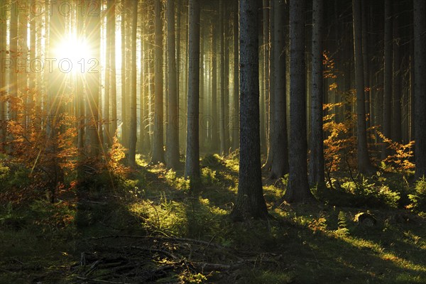 Spruce forest in autumn with fog against the light, sun shining through the tree trunks, young beech trees with autumn leaves, Harz foreland, Saxony-Anhalt, Germany, Europe