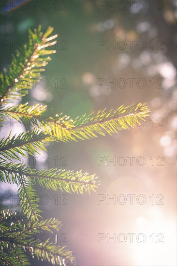 Sunbeams shine through fir branches in a forest, creating a warm and peaceful atmosphere, Calw, Black Forest, Germany, Europe