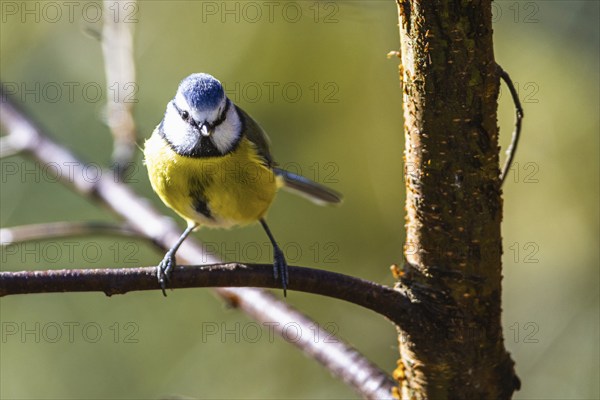 Blue Tit, Cyanistes Caeruleus, bird in forest at winter