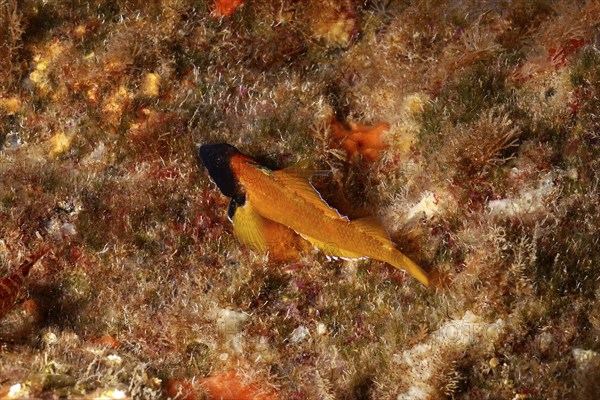 Underwater photograph of Black-faced blenny (Tripterygion delaisi), colouring during mating season, on a rock. Dive site Marine reserve Cap de Creus, Rosas, Costa Brava, Spain, Mediterranean Sea, Europe