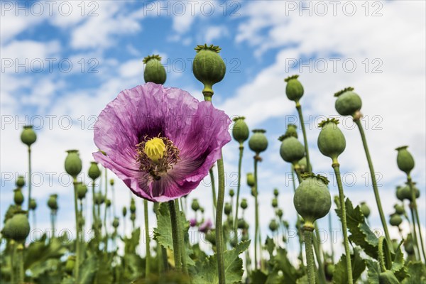 Opium poppy (Papaver somniferum), opium poppy field, Erlenbach, near Heilbronn, Baden-Württemberg, Germany, Europe