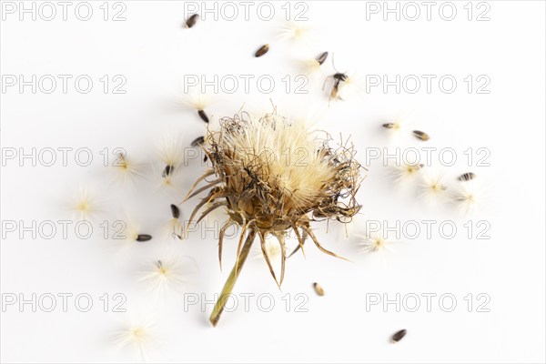 Seed head of carduus marianus (Silybum marianum) surrounded by seeds on a white background