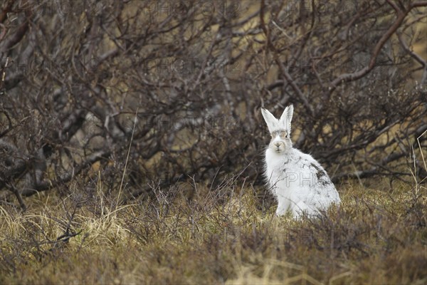 Mountain hare (Lepus timidus) in white winter fur in the tundra, Lapland, Northern Norway, Norway, Scandinavia, Europe