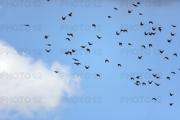 Common starling (Sturnus vulgaris) in the blue sky, Mecklenburg-Western Pomerania, Germany, Europe