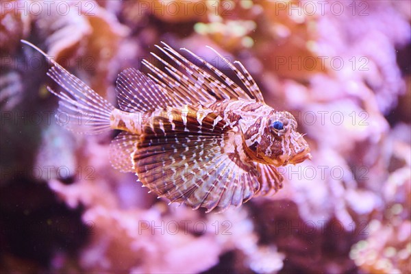 Red lionfish (Pterois volitans) in a aquarium, captive, Germany, Europe