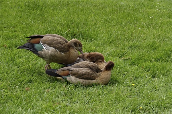 Young Nile Geese, May, Germany, Europe