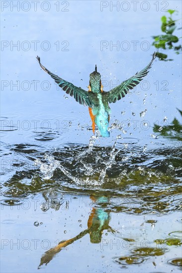 Common kingfisher (Alcedo atthis) flying out of the water after hunting fish, wildife, Catalonia, Spain, Europe