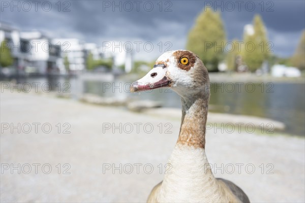 Nile goose (Alopochen aegyptiaca) in profile view, close-up, wide angle, looking to the left, standing on a path, a lake and commercial buildings are blurred in the background, Phönixsee, Dortmund, North Rhine-Westphalia, Germany, Europe