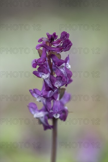 Hollow larkspur (Corydalis cava), Bad Iburg, Lower Saxony, Germany, Europe