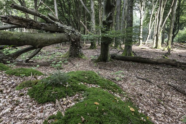 Bent copper beech (Fagus sylvatica) with tinder fungus (Fomes fomentarius), Emsland, Lower Saxony, Germany, Europe