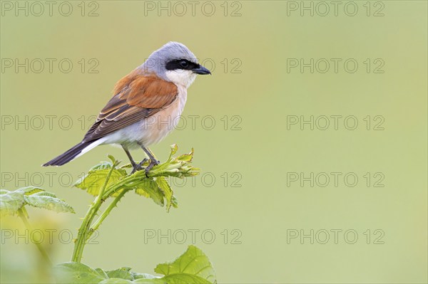 Red-backed shrike, red-backed shrike, thorn-backed shrike, family of shrikes, (Lanius collurio), male, Hockenheim, Baden-Württemberg, Germany, Europe