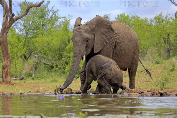 African elephant (Loxodonta africana), adult, male, bull, young animal, young bull with young animal, at the water, drinking, Kruger National Park, Kruger National Park, South Africa, Africa