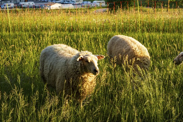 Sheep grazing in a meadow in the evening light, Swabian Alb, Münsingen, Baden-Württemberg, Germany, Europe