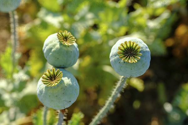 Poppy, (Papaver somniferum), poppy field, Waldviertel grey poppy, poppy village Armschlag, Waldviertel, Lower Austria, Austria, Europe