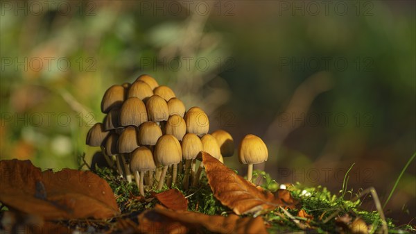 Common mica tintling (Coprinellus micaceus), close-up, nature photograph, Schneeren, Neustadt am Rübenberge