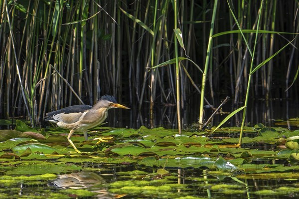 Common little bittern (Ixobrychus minutus, Ardea minuta) adult male walking over water lily pads along reed bed, reedbed in marshland in spring, AI generated